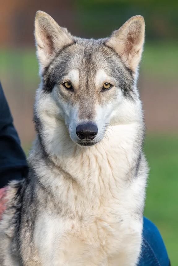 CH. Khalibisnya Maginwulf Millesys